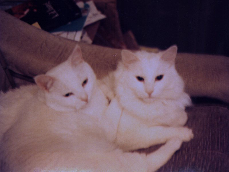Harvo and Otto (The Other One)