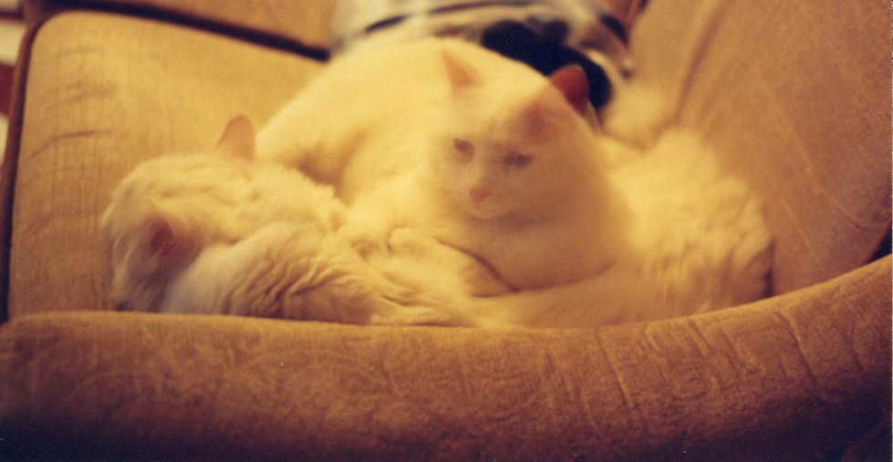 Otto and Harvo