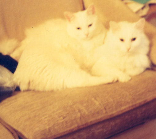 Harvo and Otto