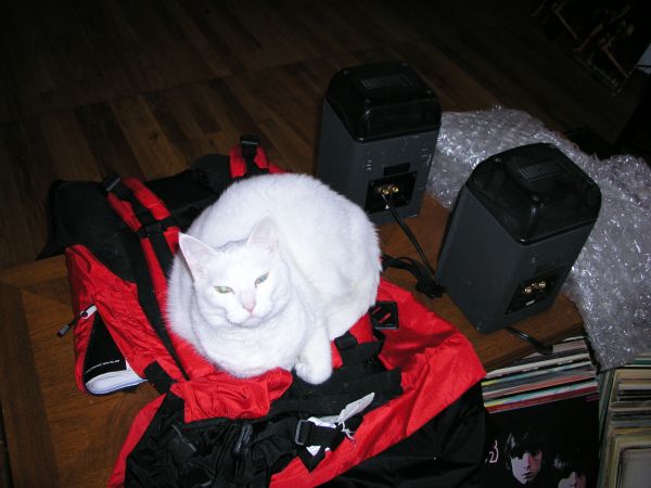 Ecto, his highness (very aloof)