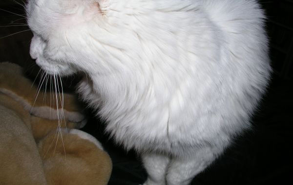 Otto (The Other One)