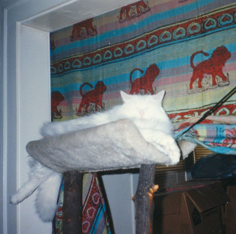 Otto in the tree