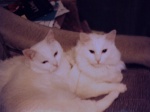 Harvo and Otto (The Other One)
