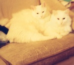 Harvo and Otto