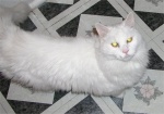 Otto (The Other One)