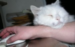 Otto (The Other One)