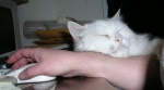 Otto (The Other One)