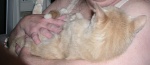 A very malleable cat